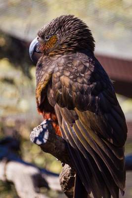 Book cover for New Zealand Kaka Nestor Meridionalis Bird Journal