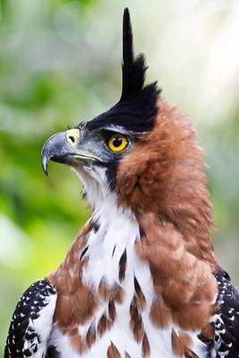 Book cover for Crested Hawk-Eagle Bird Journal