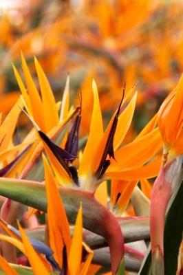 Book cover for Stunning Bird of Paradise Flowers Journal