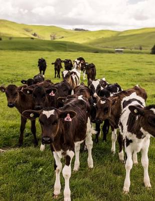 Book cover for Jumbo Oversized Herd of Cattle in the Green New Zealand Countryside