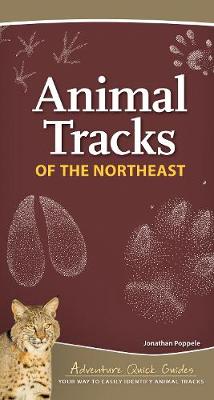Cover of Animal Tracks of the Northeast