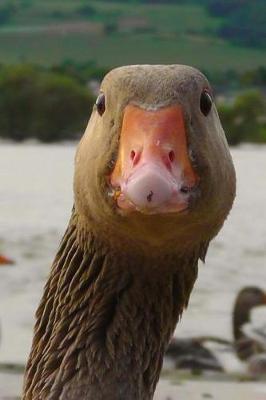 Book cover for Curious Goose says Hello! Water Bird Journal