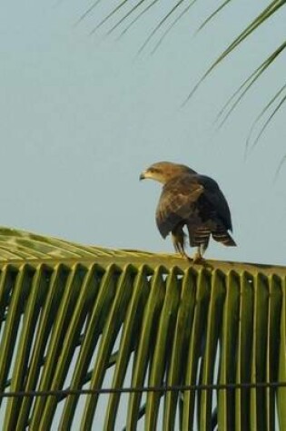 Cover of Black Kite Bird (Birds of the World)