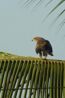 Book cover for Black Kite Bird (Birds of the World)