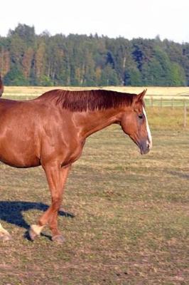 Cover of Journal Itchy Horse Equine