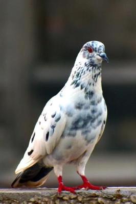 Book cover for Red-Footed White and Grey Pigeon Journal