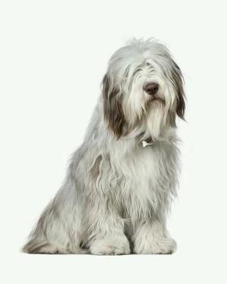 Book cover for Bearded Collie