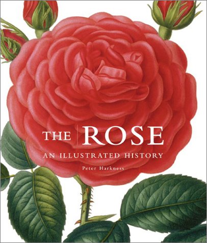 Cover of The Rose