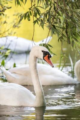 Book cover for Beautiful White Swans in a Spring Lake