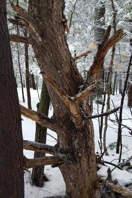 Book cover for Journal Old Tree Winter Forest