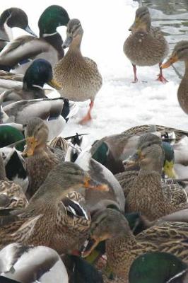 Book cover for Ducks In Winter Notebook