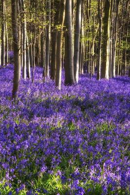 Book cover for A Carpet of Bluebells in the Woods Journal