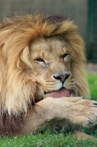 Cover of African Male Lion Grooming Himself Journal