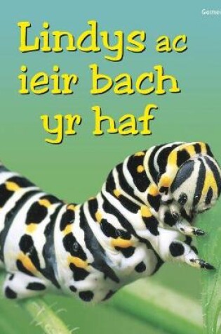 Cover of Cyfres Dechrau Da: Lindys ac Ieir Bach yr Haf