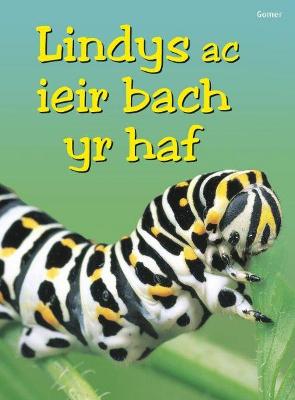 Book cover for Cyfres Dechrau Da: Lindys ac Ieir Bach yr Haf