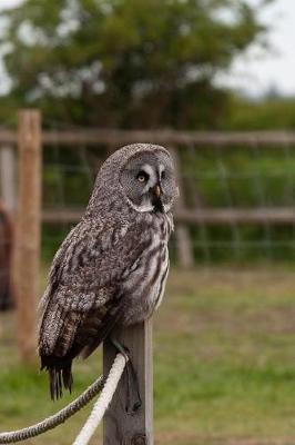 Book cover for Great Gray Owl on a Post Journal