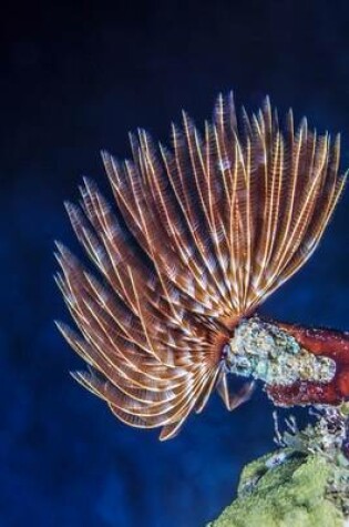 Cover of Feather Duster Worm - Sabellastarte Spectabils Benthic Marine Polychaete Journal