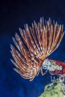 Book cover for Feather Duster Worm - Sabellastarte Spectabils Benthic Marine Polychaete Journal