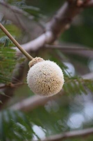 Cover of An African Locust Tree in Bloom, for the Love of Flowers