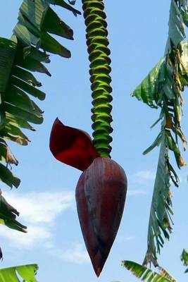 Book cover for Banana Tree Flower