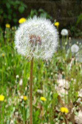 Book cover for Journal Dandelion Seeds Flower