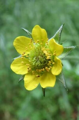 Cover of Geum Urbanum Wood Avens Herb Bennet Blooming Flower