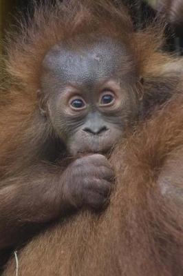 Book cover for Just Such a Darling Baby Orangutan Journal