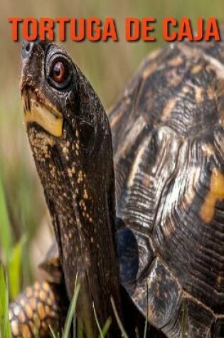 Cover of Tortuga de caja