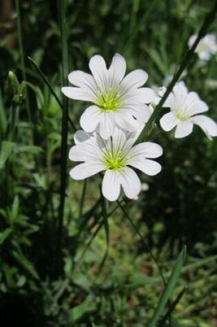 Cover of Cerastium Arvense Field Mouse Ear Flower Blooming