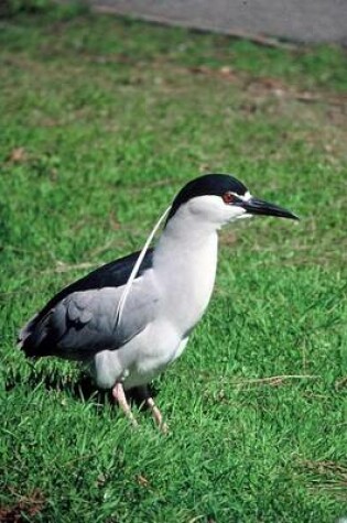 Cover of Black Crowned Night Heron Bird Journal