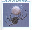 Book cover for Black Widow Spiders