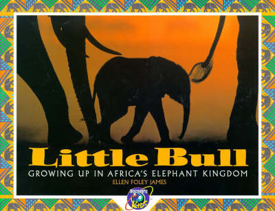 Book cover for Little Bull