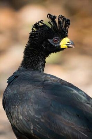 Cover of Beautiful Black Great Curassow Bird Journal