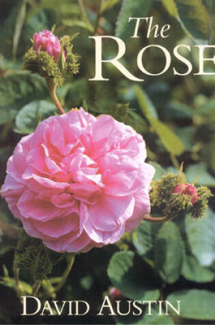 Cover of The Rose