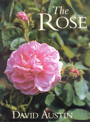 Book cover for The Rose