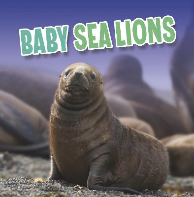 Book cover for Baby Sea Lions