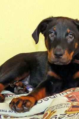 Book cover for Cute Little Beauceron Puppy Dog Journal