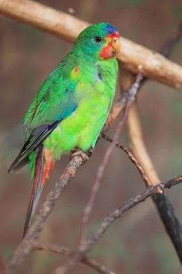 Book cover for Swift Parrot Journal