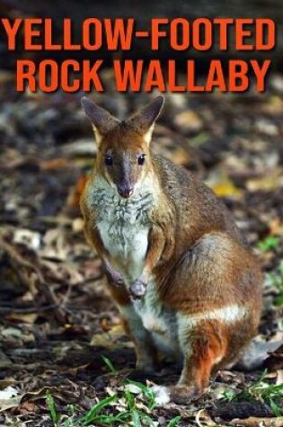 Cover of Yellow-footed Rock Wallaby