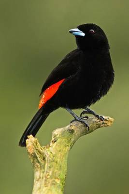 Book cover for Scarlet-Rumped Tanager (Ramphocelus Passerinii) Bird Journal