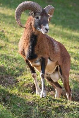 Book cover for The Mouflon Ram Journal