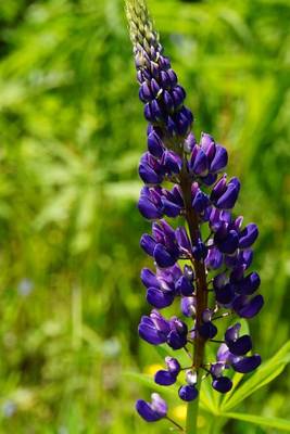 Book cover for A Beautiful Purple Lilac Bloom Amongst the Green Grass of Spring Journal