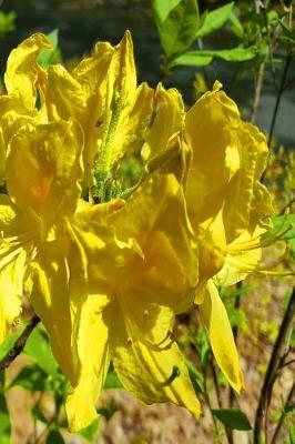 Cover of Journal Springtime Blooming Rhododendron