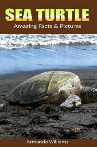 Cover of Sea Turtle