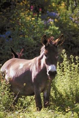 Cover of Journal Donkeys At Pasture