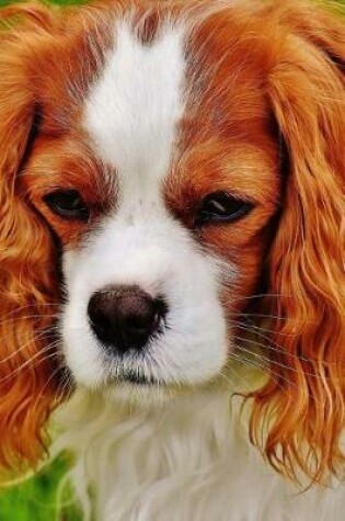 Cover of A Beautiful Cavalier King Charles Spaniel Dog Journal