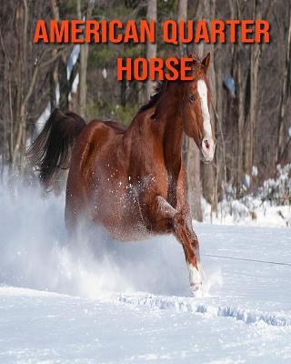 Book cover for American Quarter Horse