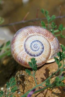 Book cover for Spiral Snail Shell Journal