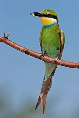 Book cover for Swallow-Tailed Bee Eater Bird Journal