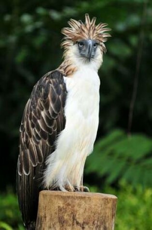 Cover of Philippine Eagle Journal